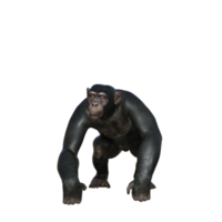 chimpanzee 3d render png