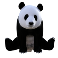 illustration 3d amusante de panda png