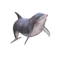delfini con diverso pose png