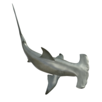 Shark 3d model illustration png