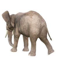 ilustração 3d de elefante png