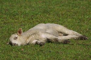 sheeps and lambs photo