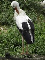 storks, in germany photo