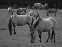 wild horses in westphalia photo