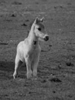 caballos salvajes en un prado en alemania foto