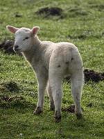 corderos en un prado en alemania foto