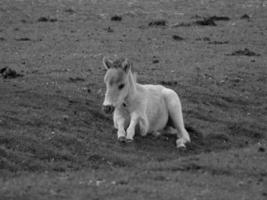 widl horses in germany photo