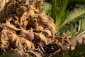 The blossom with seeds of a palm tree. At the edge are green palm leaves photo