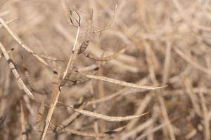 Close-up of ripe and dry rapeseed, in the field, against a light background in nature photo