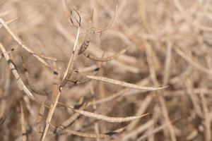 primer plano de colza madura y seca, en el campo, contra un fondo claro en la naturaleza foto