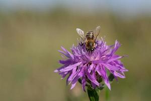 una pequeña abeja de miel busca polen y comida en una flor de pradera púrpura. el fondo es claro, con espacio para texto. foto