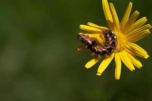 Close-up of a moth caterpillar photographed from above, perched on a yellow flower. The background is green. There is space for text on the side. Bright spots can be seen. photo