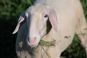 Portrait of a young white sheep standing on a pasture in Germany. It has fresh hay in its mouth. photo