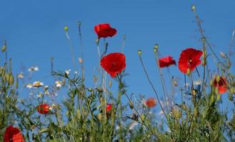 pradera de flores de colores en verano contra un cielo azul. las amapolas rojas y la manzanilla florecen entre la hierba alta. foto