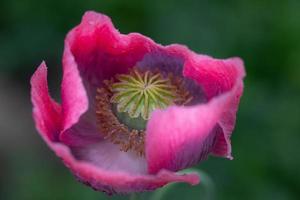 Close-up of a pink poppy flower showing the pistil and part of the flower from the inside against a green background in nature. photo