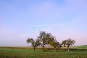 A group of bare gnarled fruit trees stands in the autumn landscape with morning mist photo