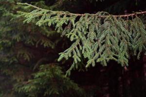 In the forest, a branch of a spruce hangs in front of the trees and a dark background photo