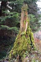 In the forest there is an old rotten tree stump overgrown with moss, in portrait format photo