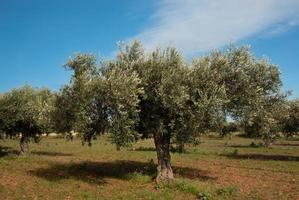 There are several olive trees in an olive field in Sicily. The trees are green, the sky is blue. There are white clouds in the sky. photo