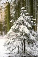 Winter forest with bare trees and tree trunks in vertical format, in front of which stands a young spruce covered with snow photo