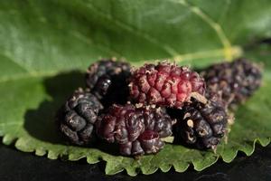 Close up of ripe, red and dark mulberries lying on a mulberry leaf. There is space for text. photo