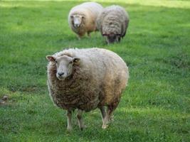 Borregos Imágenes, Fotos y Fondos de pantalla para Descargar Gratis Borregos Imágenes, Fotos y Fondos de pantalla para Descargar Gratis