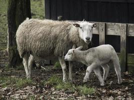 sheeps in westphalia photo