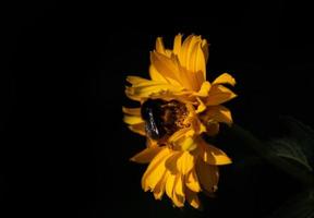 Close-up of a small yellow sunflower with a black bumblebee or wild bee perched on it, against a dark background with space for text. photo