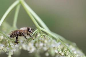 Close-up of a small honey bee sitting on the back of a bent meadow flower in front of a green background photo