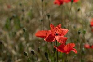 Red flowering wild poppies grow in a meadow. Next to the flowers are small poppy capsules. The background is brown. photo