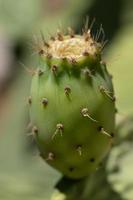 Close up of a green prickly pear, with thorns on it. The fruit grows on the cactus against a green background. photo