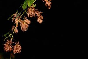 A branch with faded brown hops with pollen still hanging on the side grows against a dark background photo