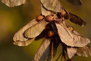 Dry seeds of the maple tree hang on a branch in nature in autumn photo