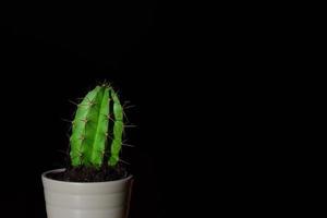 A small green cactus with spines stands in a flower pot against a dark background photo