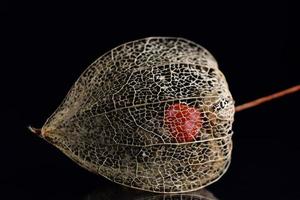 Close-up of the frame of a Chinese lantern flower with a berry in its center, against a dark background on which the flower is reflected photo