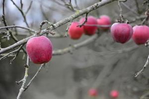 Red ripe apples hang from a bare tree against a gray background in winter photo