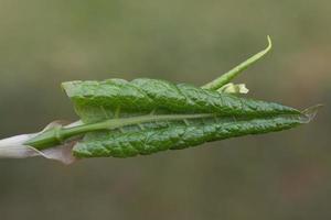 Close up of a green leaf about to unroll and open against a green background photo