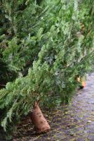 Detail of used Christmas trees that are placed on cobblestones after Christmas for collection photo
