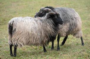 Two Heidschnucken, traditional sheep from Germany, stand next to each other and greet each other in the pasture photo