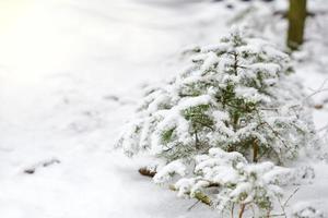 In winter a small young spruce stands on the edge of the forest and is covered with snow photo