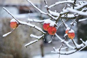 In winter, when there is light snowfall, red apples hang from a bare apple tree photo