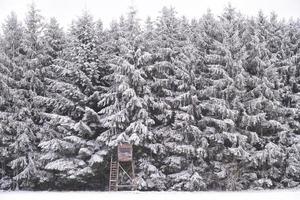 At the edge of the forest there are tall conifers, which are covered with snow, in fog and cloudy weather, behind a small hunter's stall photo