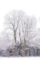 At the edge of the forest there is a large, bare oak covered with snow in winter. In front of the oak there is a hunter's stand with a ladder photo