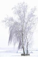 Winter landscape with a large birch tree standing in the snow against the background of a small village, in vertical format photo