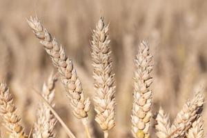 Three ripe ears of golden wheat grow side by side in a wheat field. The background is light. photo
