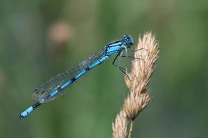Close-up of a blue feather dragonfly sitting on a plant against a green background in nature. photo