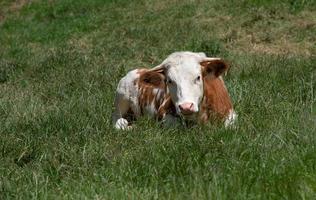 A young cow sits on a green pasture. The beef is spotted white and brown. It rests and examines its surroundings curiously. photo