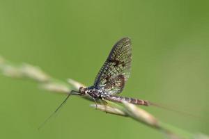 Close-up of a mayfly sitting photo