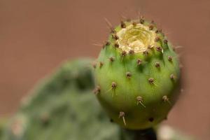 Close up of a prickly pear cactus with a prickly pear growing on it. The background is brown. photo