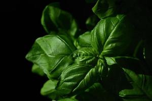 Close up of green basil growing against a dark background photo